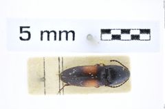 Foto (Dorsalansicht) von Haterumelater bimaculatus (Schimmel, 1998) (NHMW-ZOO-COL-0008422)